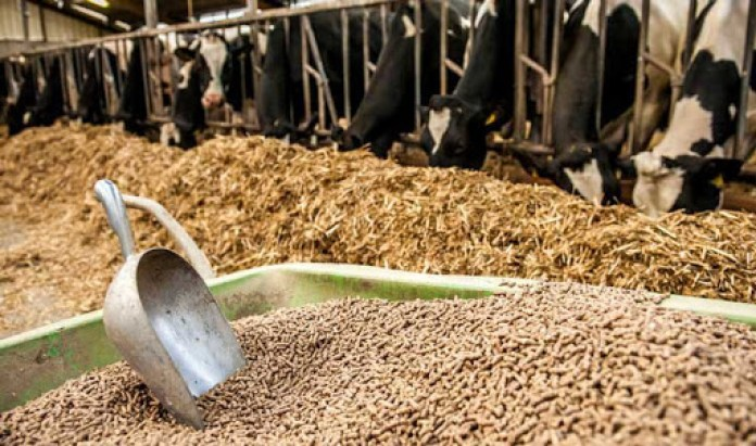 Giảm áp lực về nguồn nhập khẩu và giá đối với nguyên liệu thức ăn chăn nuôi (16/08/2021)